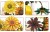 description-image-2.jpeg